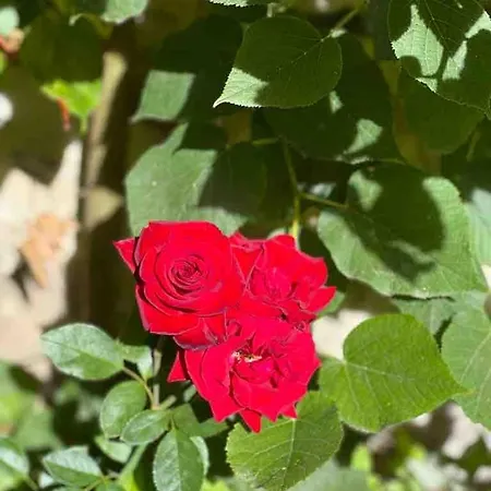 Calme D'amont 펜션